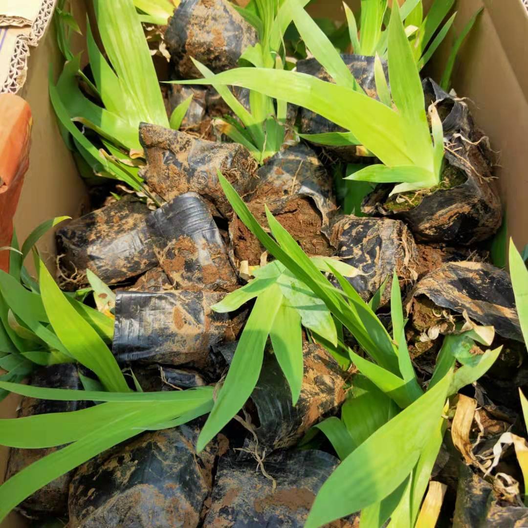 鸢尾盆栽苗工程绿化苗蓝花鸢尾鸢尾花苗种植地