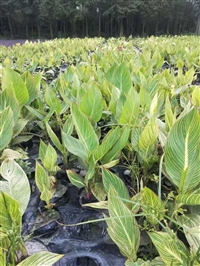 供应四川成都花叶美人蕉水生植物、地被苗木批发价格表