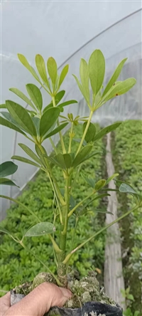 供应四川成都鸭脚木水生植物、地被苗木批发价格表