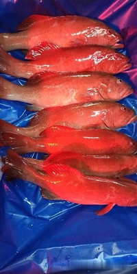 3-5斤东星斑批发价，东星斑鱼进货渠道，东星斑多钱一斤