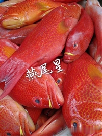 大量批发供应鲜活东星斑，冰鲜东星斑鱼市场价格，海南东星斑多钱一条