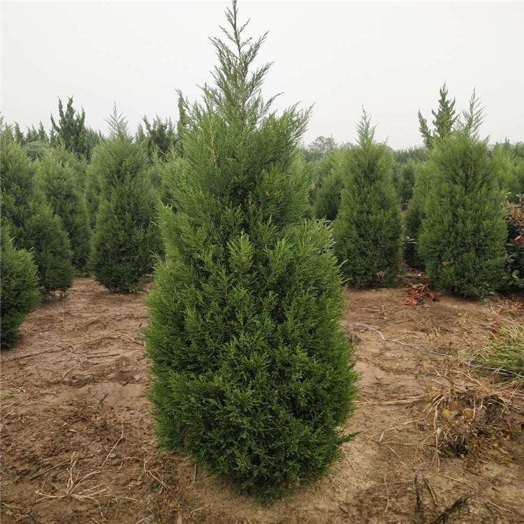 蜀桧苗大量供应蜀桧各种规格蜀桧大冠幅