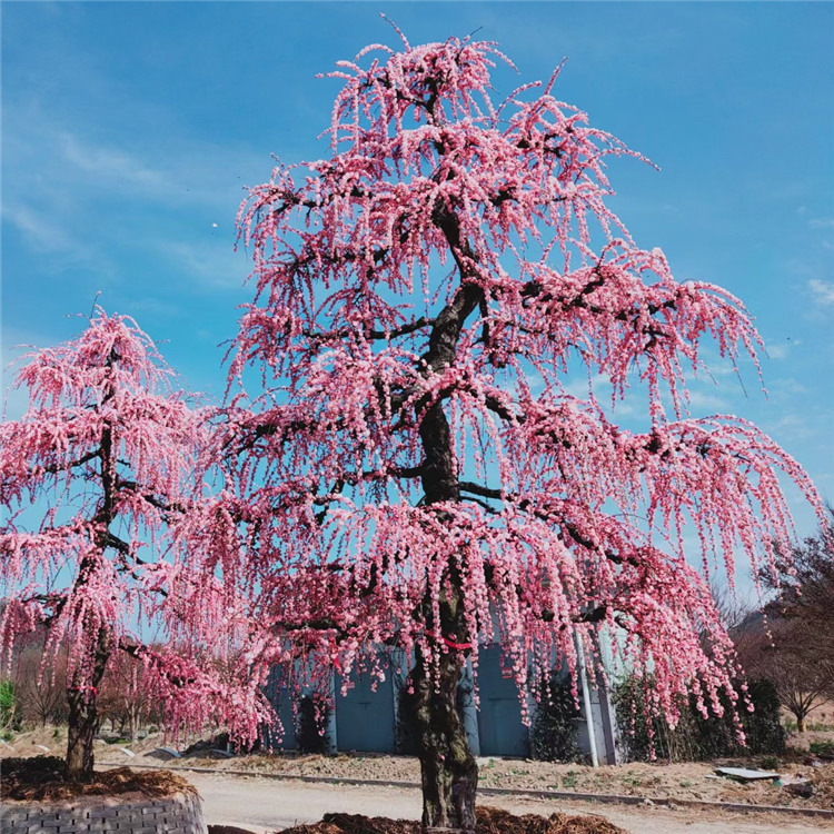 日本龙梅价格都不一,具体购买价格,请咨询:138,6188