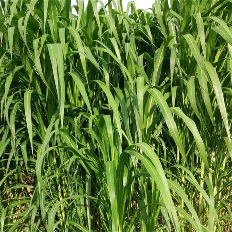 高丹草种子包邮批发 牛羊牧草高丹草甜高粱种子 包邮
