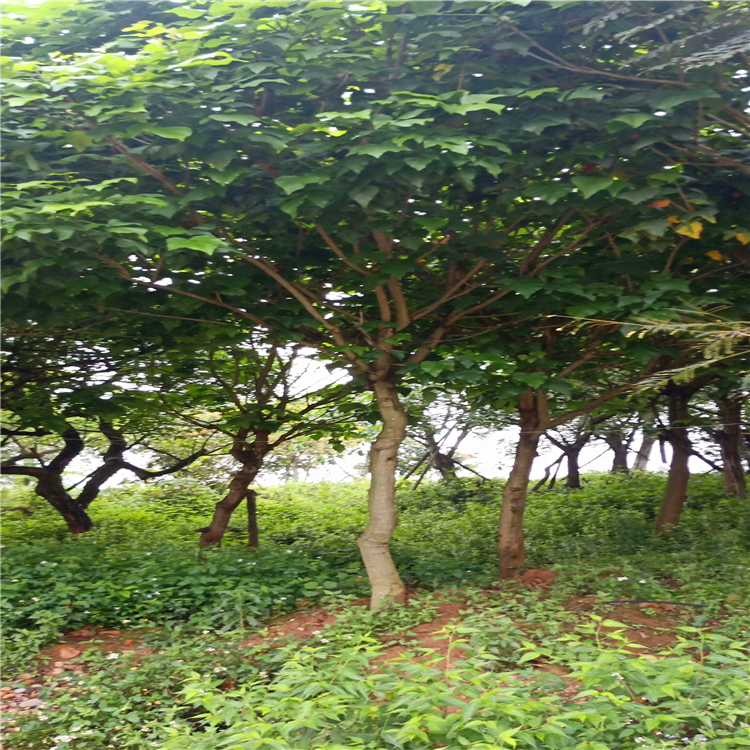 基地批發出售本地刺桐 園林種植 綠化景觀樹 行道園林景觀樹