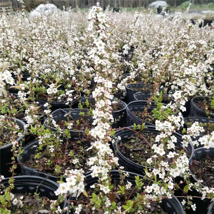 基地出售 喷雪花 雪柳 喷雪花小苗根系发达 成活率高 庭院地栽苗 园林
