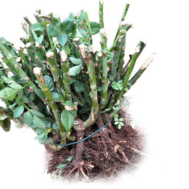 绿化供应商四季玫瑰苗冷香玫瑰杯苗本信息长期有效