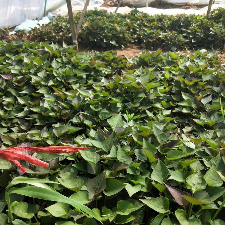 紫薯苗供应紫薯苗批发紫薯苗