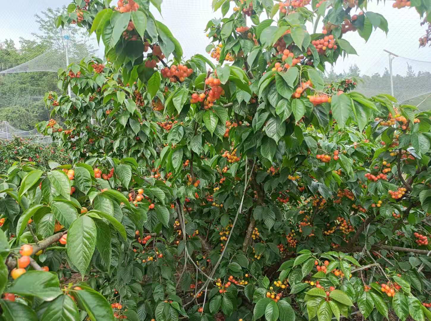 贵州黔西樱桃树苗樱桃树苗供应樱桃树苗新品种