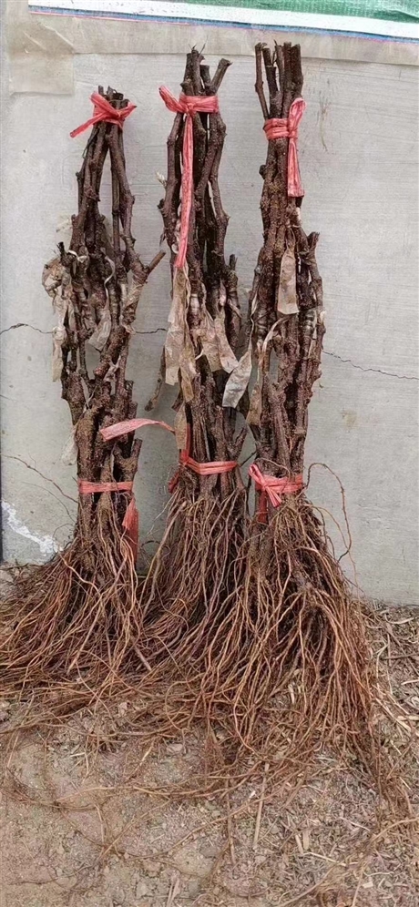 云南彌勒出售茉莉香葡萄 建園葡萄苗