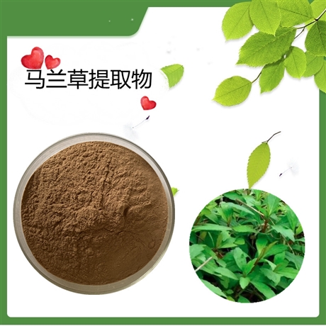 马兰提取物   水溶    可定制   斯诺特生物