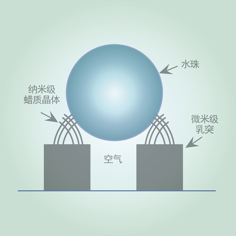 天津澜猫超疏水,价格实惠,自主研发