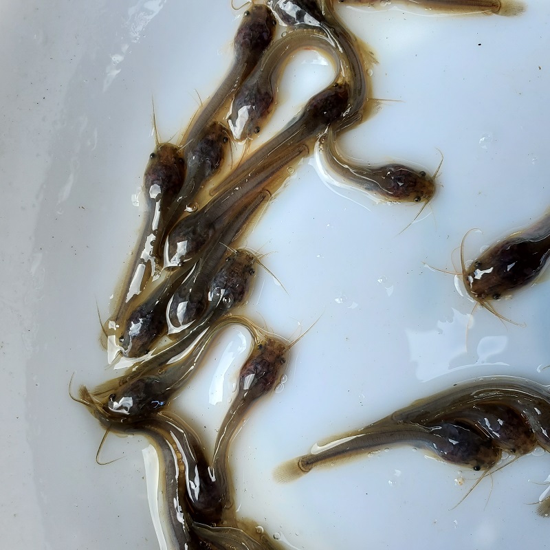 鱼苗塘鲺鱼苗埃及鱼苗埃及塘鲺鱼苗大量批发埃及塘鲺鱼苗