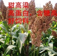 冬牧70黑麦草种子参考价格