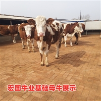 广东省西门塔尔牛犊子价格  大型肉牛养殖场  红百花质量好