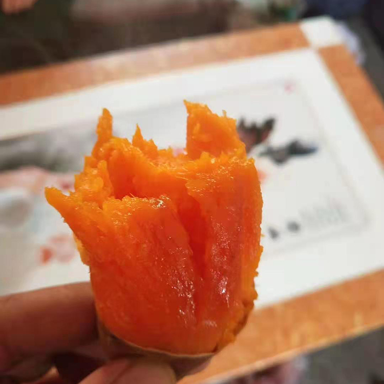 丰产2号地瓜苗徐薯27地瓜苗基地济宁地瓜苗批发