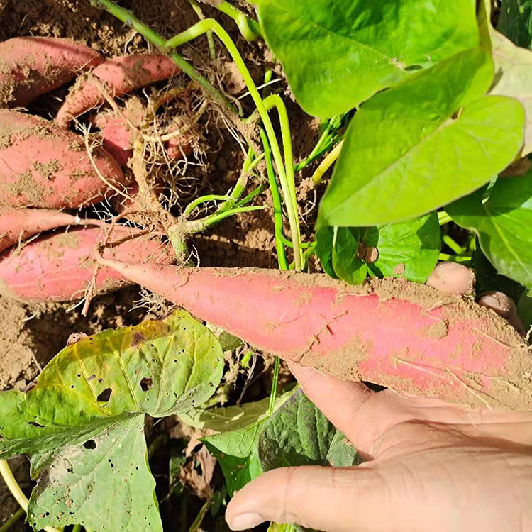 商薯19地瓜苗批發 普薯32地瓜苗 秦薯8號高產地瓜苗批發