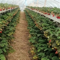 大棚草莓种植槽 立体栽培架推荐