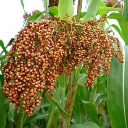 供应甜高粱种子高产高营养冰草披碱草甜高粱种子