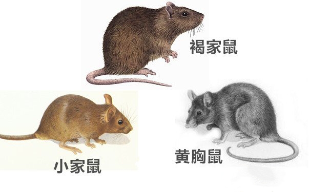 灭鼠:老鼠的种类与习性家栖鼠(褐家鼠,小家鼠)的幼鼠出生的头2个月