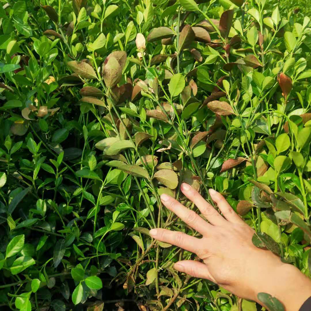 大叶扶芳藤 园林绿化用扶芳藤 墙壁扶芳藤