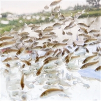 鲫鱼鱼苗 鲫鱼水花 鲫鱼苗养殖 耐寒鲫鱼鱼苗 易养殖 包邮包活