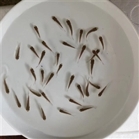 河北无病害鲫鱼苗 鲜活异育银鲫鱼苗供应 鲫鱼鱼苗出售 豪情渔业