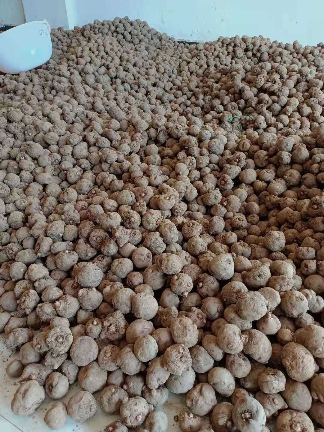 张家界高产花魔芋种子销售 湖南魔芋种子抗病能力强图片
