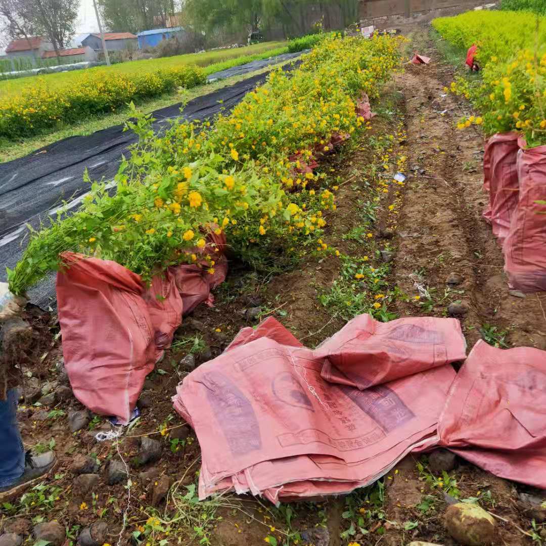 花篱棣棠种植基地绿化园林棣棠花重瓣棣棠