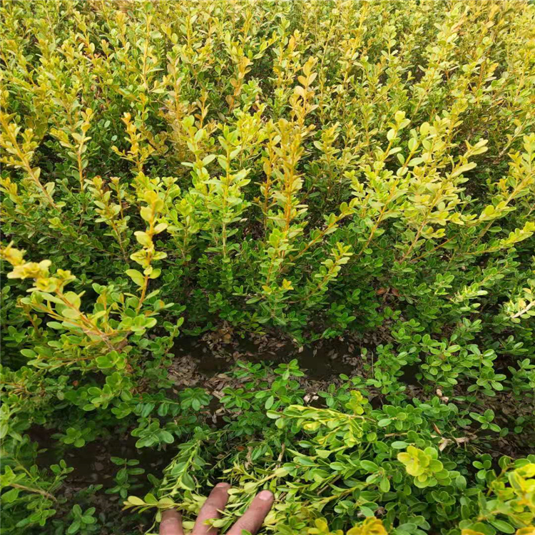 东北 东北黄杨基地 朝鲜黄杨绿化基地 值得信赖