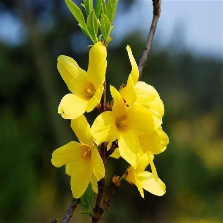 现挖现卖东北连翘绿篱苗 口碑推荐