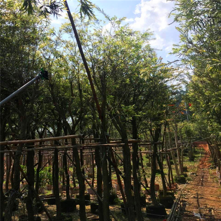 贵州耐寒红千层 硬枝红千层价格 冠幅80CM红千层成活率