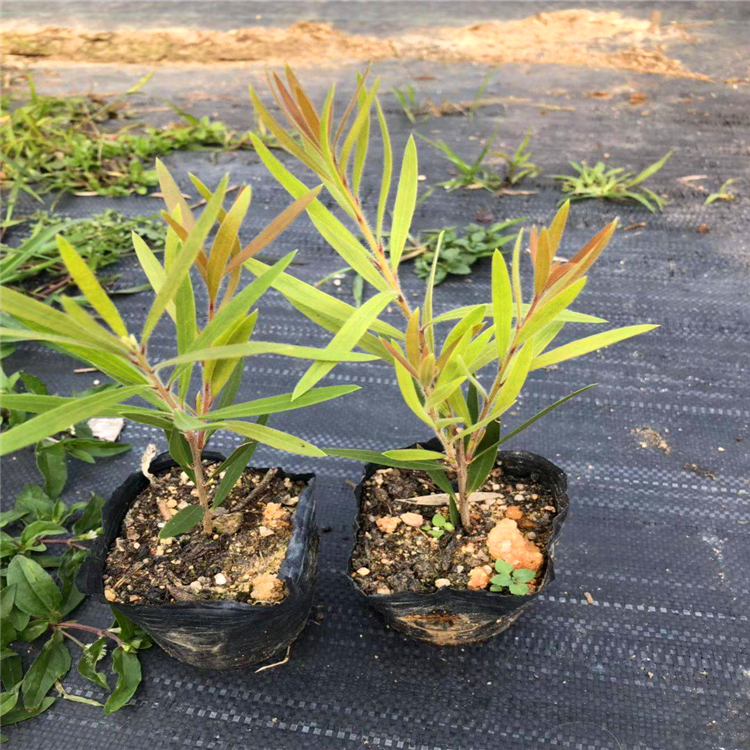 贵州耐寒红千层 硬枝红千层价格 冠幅80CM红千层成活率