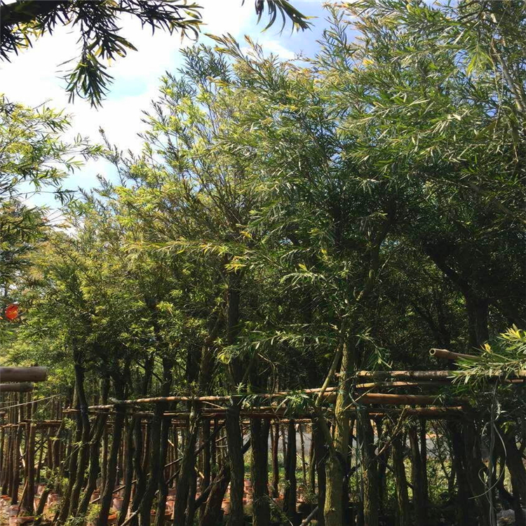 贵州耐寒红千层 硬枝红千层价格 冠幅80CM红千层成活率