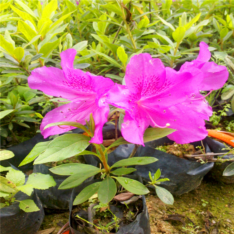 河北毛杜鵑杯苗杜鵑花花苗杜鵑花批發