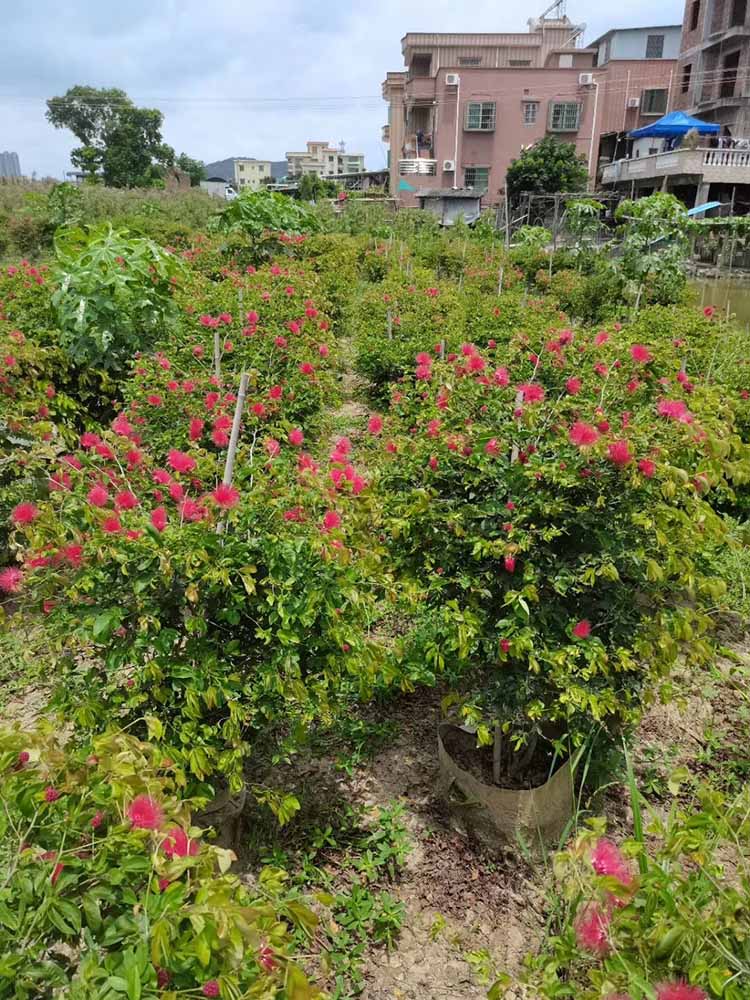 福建红粉扑花价格 基地直供 美蕊花容器苗 朱缨花移植苗