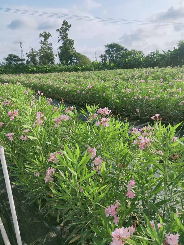 夹竹桃盆苗夹竹桃袋苗夹竹桃杯苗道路建设绿化观花植物