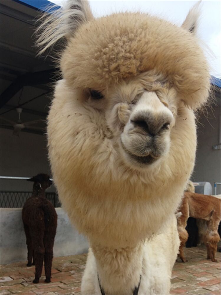 青海迷你羊驼羊驼用途