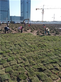 广州广东马尼拉草  广东批发马尼拉草基地