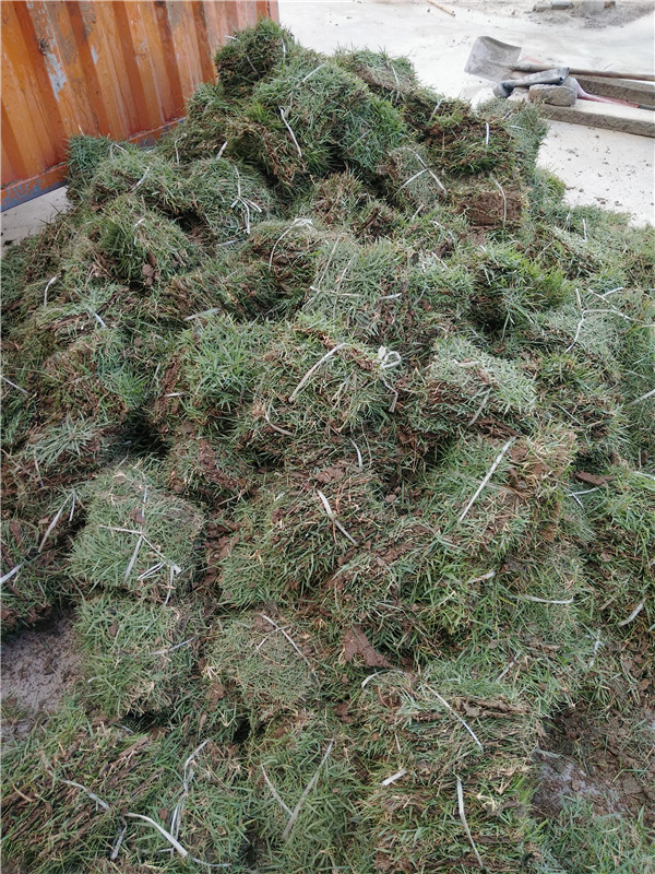 深圳市兰引三号草卷基地 广州兰引三号草卷厂家