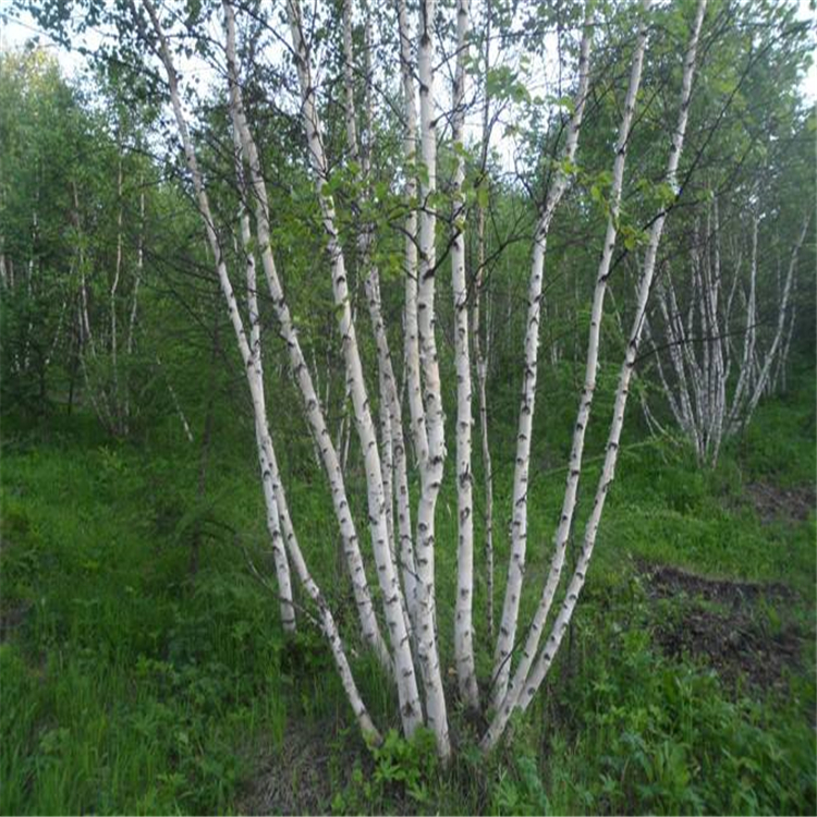 内蒙占地苗白桦 白桦绿化树 近期行情
