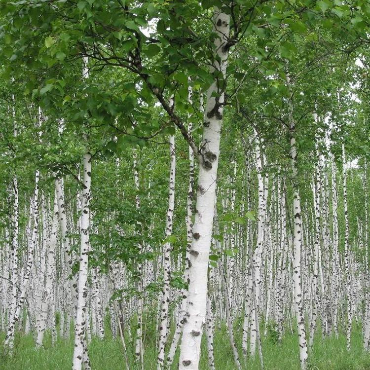 苗圃基地白桦白桦绿化树绿化覆盖苗木