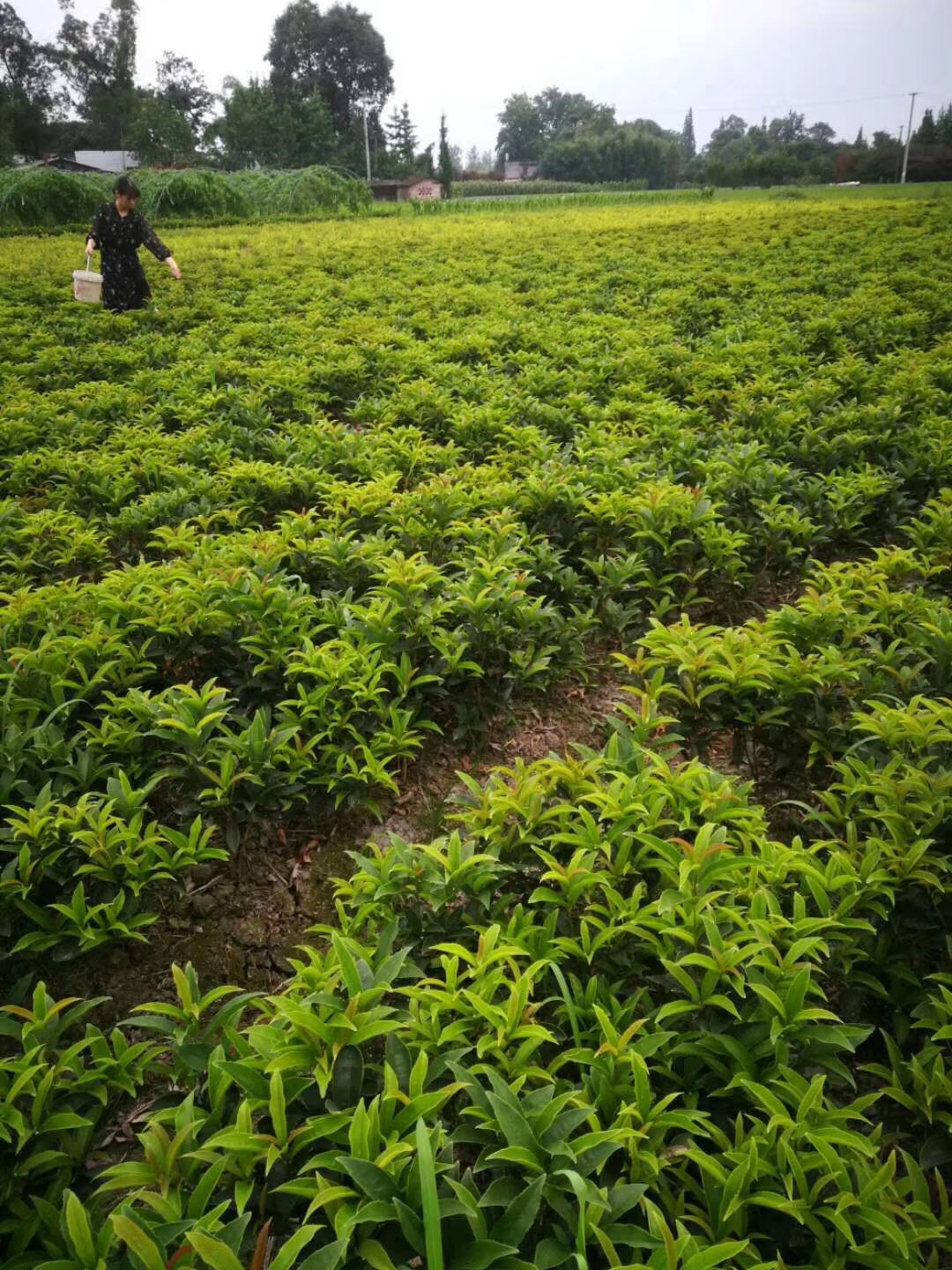 供应四川成都四季桂水生植物,地被苗木批发价格表