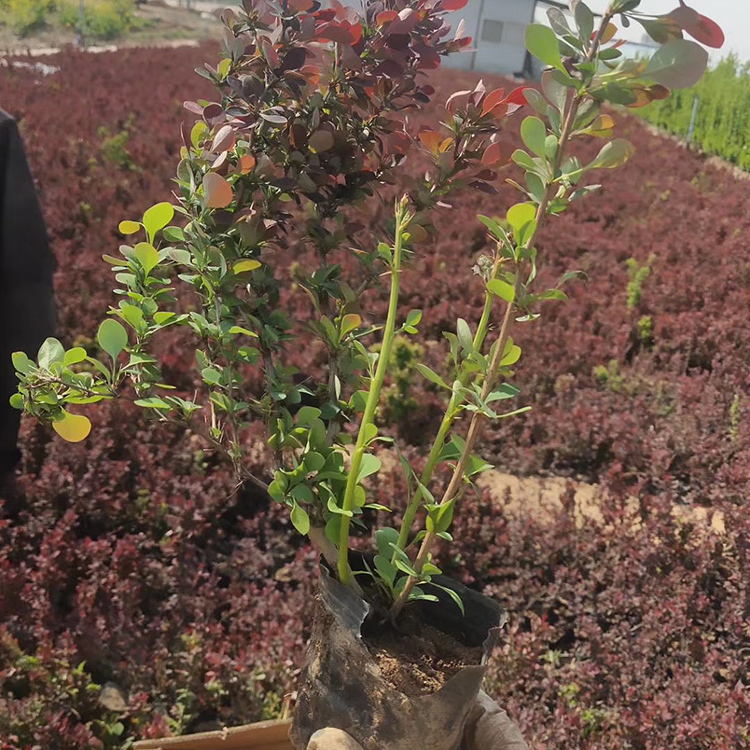 紫葉小檗紅葉小檗彩葉耐寒綠籬用小苗長秀花卉