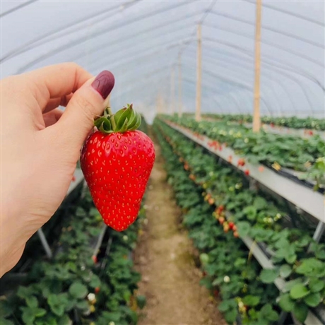 草莓种植槽供应