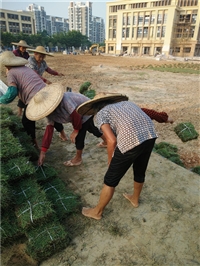 佛山兰引三号草卷  广东梅州大叶油草