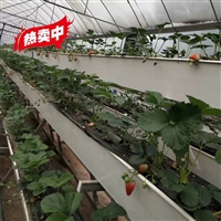 新型种植槽 大棚草莓种植槽厂家