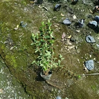 供应四川成都金丝桃水生植物、地被苗木批发价格表