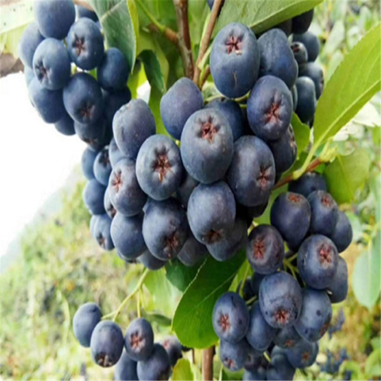 耐寒苗圃供貨東北黑果花楸黑果腺肋花楸基地落葉叢狀灌木