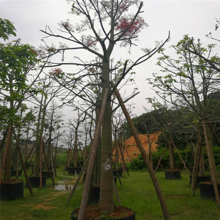 福建火焰木 进口澳洲火焰木 花园南方绿化种植物